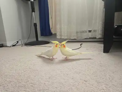 2 beautiful Lutino Cockatiels, View more