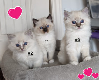 Healthy Adorable Ragdoll Kittens – Purebred and TICA Registered