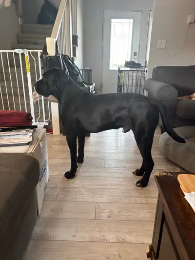 male purebred Cane Corso for studding , View more