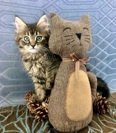 Maine Coon - Cute Youngster That’ll Grow Huge, View more