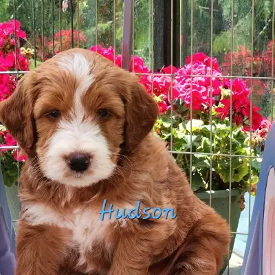 35-45lbs Labradoodle puppies DNA Tested-Health/Traits/Breed, View more