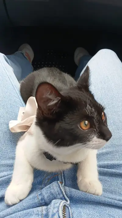 Kitten, 6 months, fully vaccinate!!!, View more