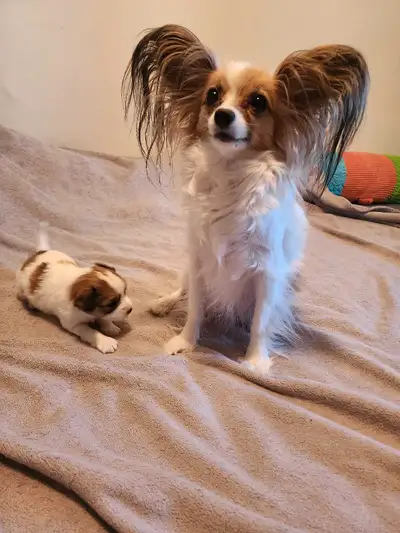 I have 4 Papillon puppies, 2 girls and 2 boys. They were born on May 9th and will be ready to go to...