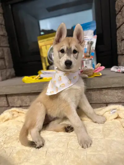 female husky puppy, View more