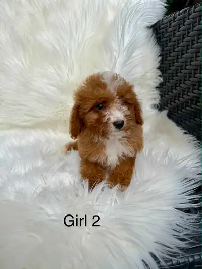 MINI  Cavapoo F2B, View more