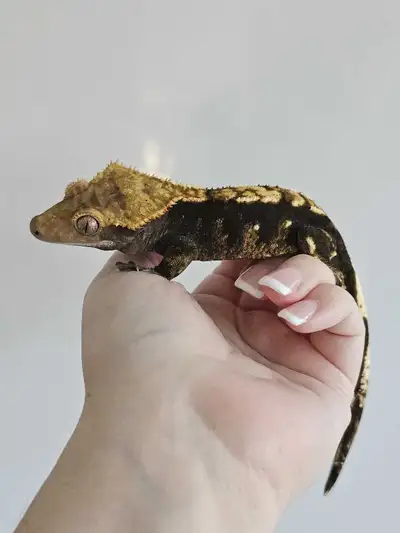 Male crested gecko, View more