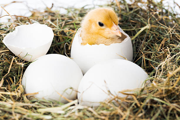 looking for bird eggs to hatch in Birds for Rehoming in London