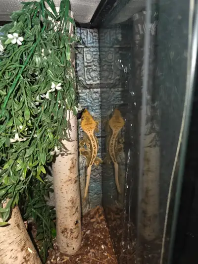 WANT GONE ASAP.  MALE ADULT CRESTED GECKO, View more