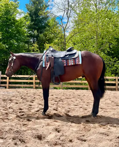 AQHA 2 year old , View more