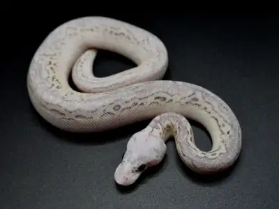 ball python, View more