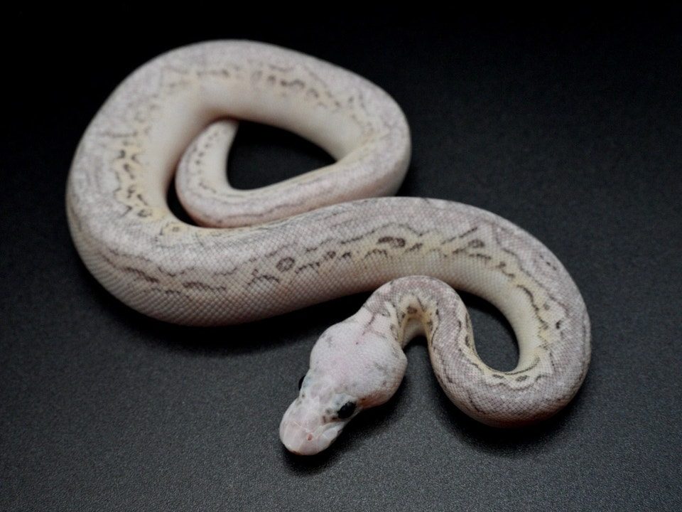 ball python | Reptiles & Amphibians for Rehoming | City of Toronto ...
