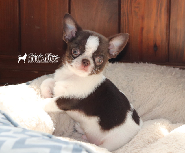 Mini Chiot Chihuahua Pure race*Prêt maintenant**Prix réduit dans Chiens et chiots à adopter  à Ville de Québec