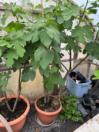 White/Hardy Chicago Fig Tree Plants