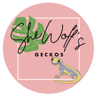SheWolf’s Geckos / Variety of Crested Geckos Available 