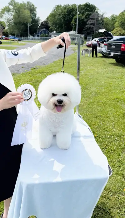Canadian Champion Bichon Looking for Her Forever Home, View more