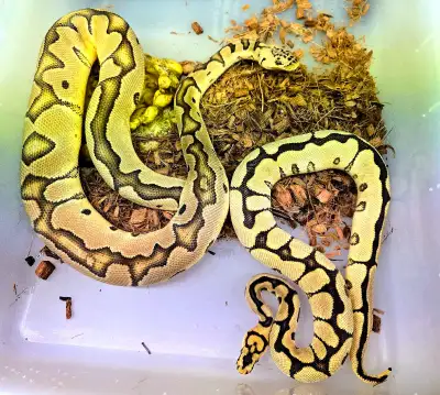Awesome pair for pets or future breeding project! 0.1 Pastel/Enchi/Clown Feeding F/T Smalls. 1.0 Enc...