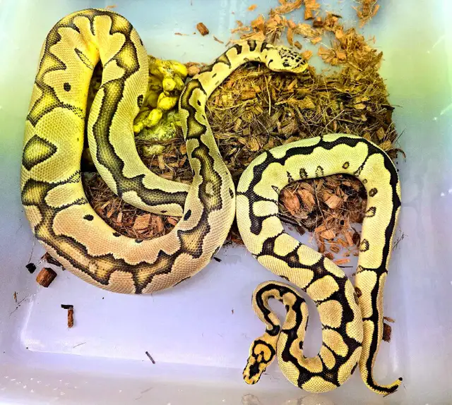 Ball Python Pair (Spring Sale!) in Reptiles & Amphibians for Rehoming in Peterborough - Image 2