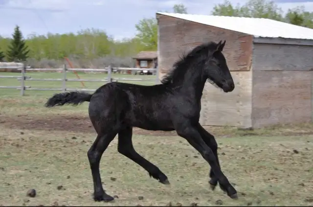 2026 Friesian Colt By Alwin 469 in Horses & Ponies for Rehoming in Edmonton - Image 4