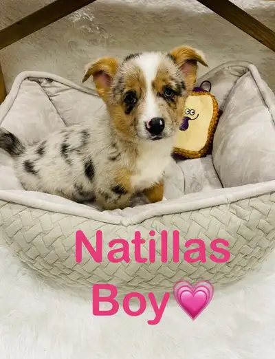 ❤️❤️❤️Pembroke Welsh Corgi 647-485-0974 ❤️, View more