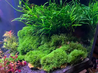 Phoenix Moss Fissidens fontanus Low Light Easy Live Fish Plants, View more