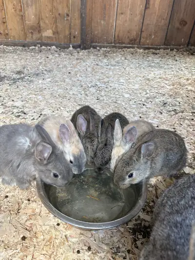 Doe is a pure bred Flemish, Buck is a Flemish X 5 still available $40 each pick up in Washago.