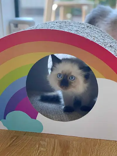 Seal Point Ragdoll kittens, View more