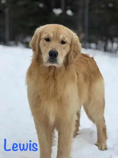 Golden Retriever Mâle, View more