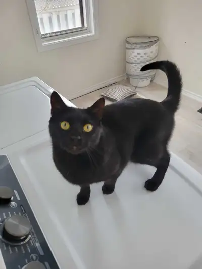 spayed and vaccinated cat for adoption, View more