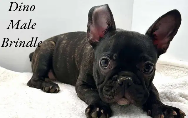 FRENCHTON PUPPIES in Dogs & Puppies for Rehoming in Edmonton - Image 4