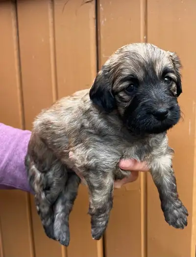 Gorgeous male mini doubledoodles available from very experienced Labradoodle breeder puppies size is...