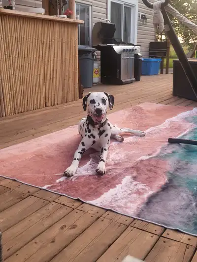 22 Month Old Dalmatian For sale , View more