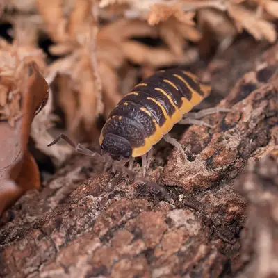 UPDATED LIST OF ISOPODS READY FOR THE REPTILE EXPO OCT 19, View more