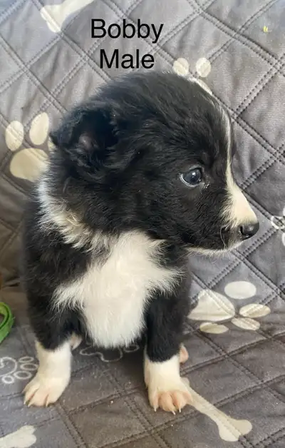 Border Collie Puppies, View more