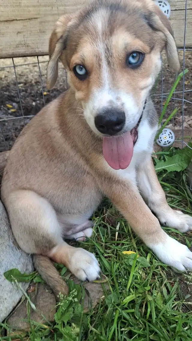 puppies puppies in Dogs & Puppies for Rehoming in Edmonton - Image 5