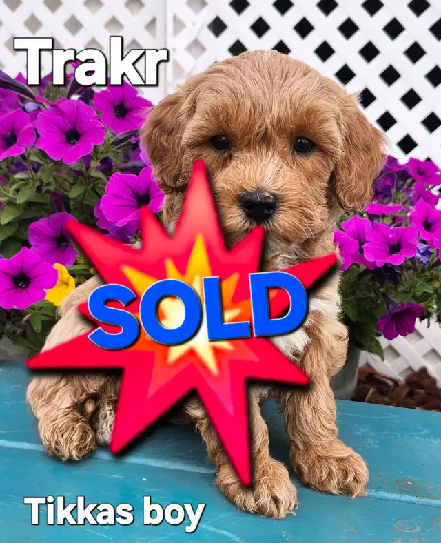Shihtzu/Poodle Puppies in Dogs & Puppies for Rehoming in Edmonton - Image 3