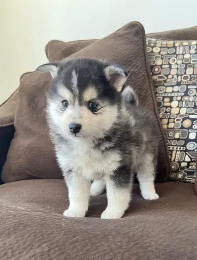 Pomsky puppies (one left only), View more