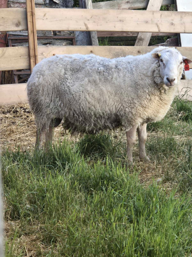 Sheep-Rideau Arcott Ram in Livestock in Edmonton - Image 3