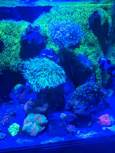 OG Holy Grail Torch Colony, View more