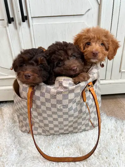 TOY Aussiedoodle Puppies