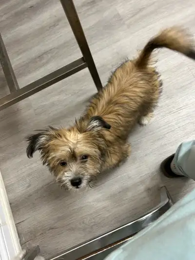 $600 ✨Shih Tzu × Pomsky Female Puppy. Ready for a Loving Home! ✨, View more