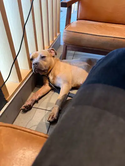 American Bulldog Female , View more