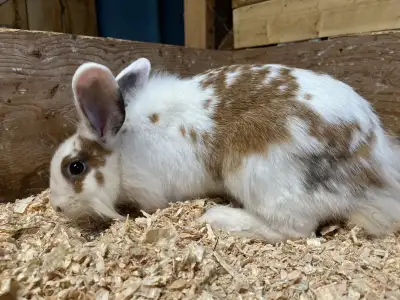 2 lion head does, View more