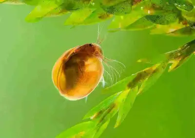 ostracods (seed shrimp) , View more