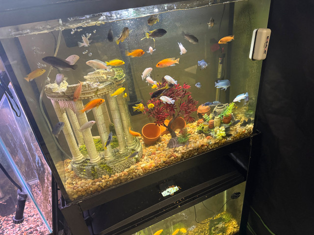 cichlids in Fish for Rehoming in Grand Bend - Image 2