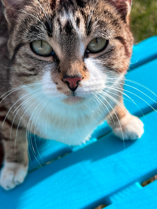 Young friendly, dog friendly cat needs a home. in Cats & Kittens for Rehoming in Lethbridge