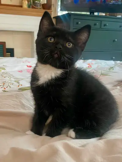 Looking for a furry friend to add some joy to your life? These kittens are the sweetest boys! If you...