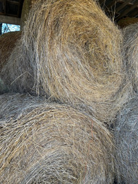1st cut hay 