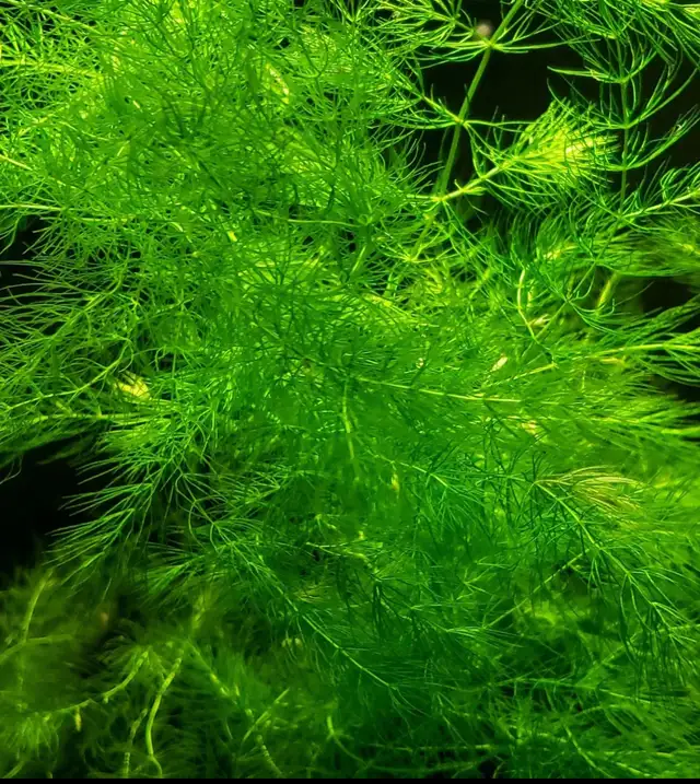 Hornwort Aquarium Plant
