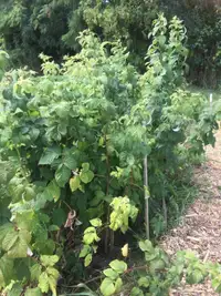 HERITAGE RASPBERRY STICK FOR SALE (Spring or  FALL PLANTING NOW)