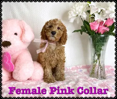 Mini-GoldenDoodle F1b Puppies available to loving homes. These pups make excellent family companions...